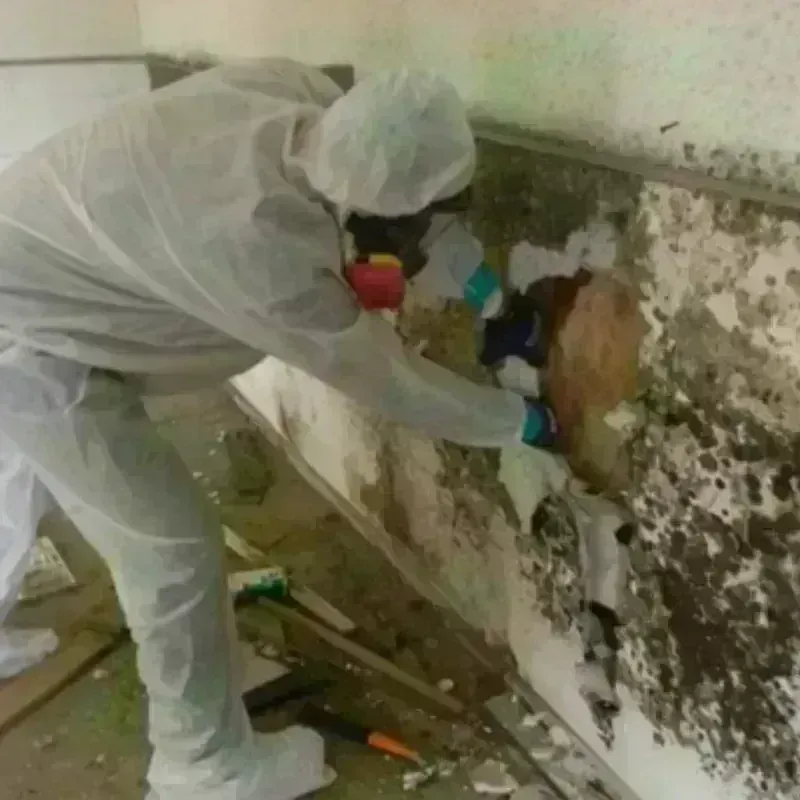 Mold Remediation and Removal in Hooker, OK